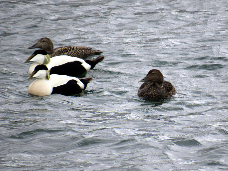 Eider ducks