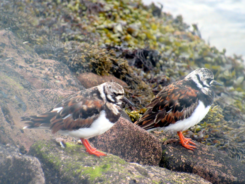 Young oyster catchers