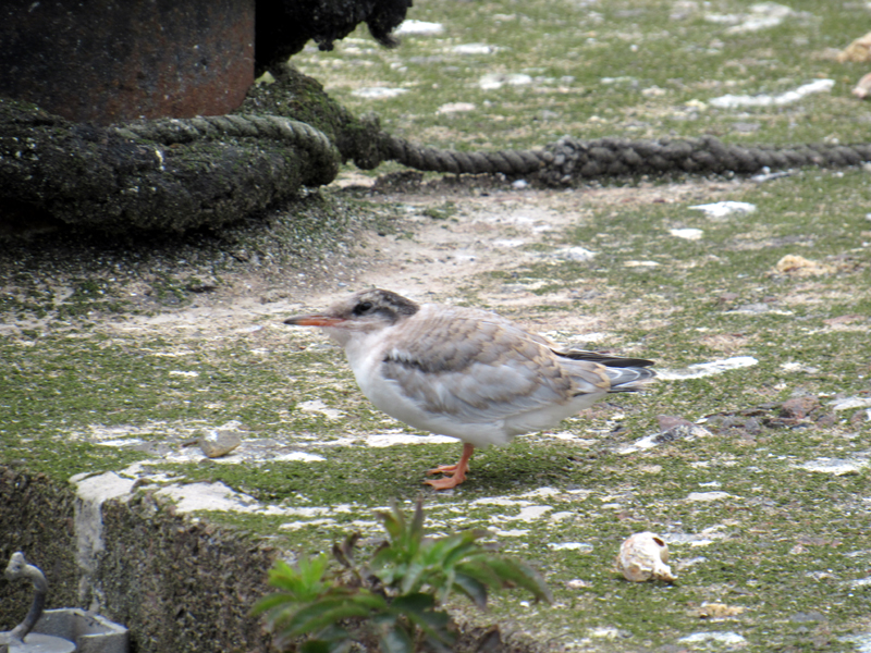 Baby tern