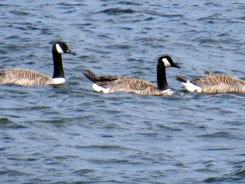Canada geese