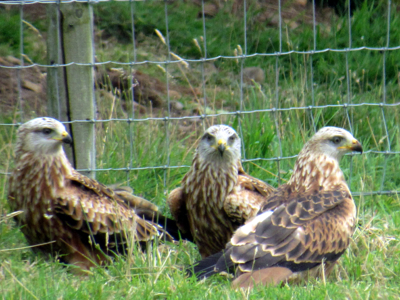 Red Kites