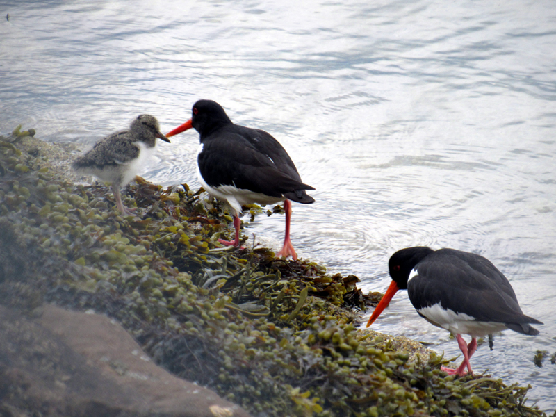 Oyster catchers with young