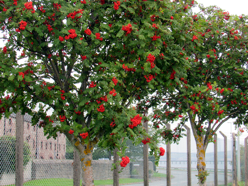 Rowan trees (Mountain Ash)