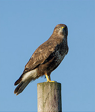 Buzzard