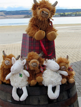 Highland Cows & Sheep